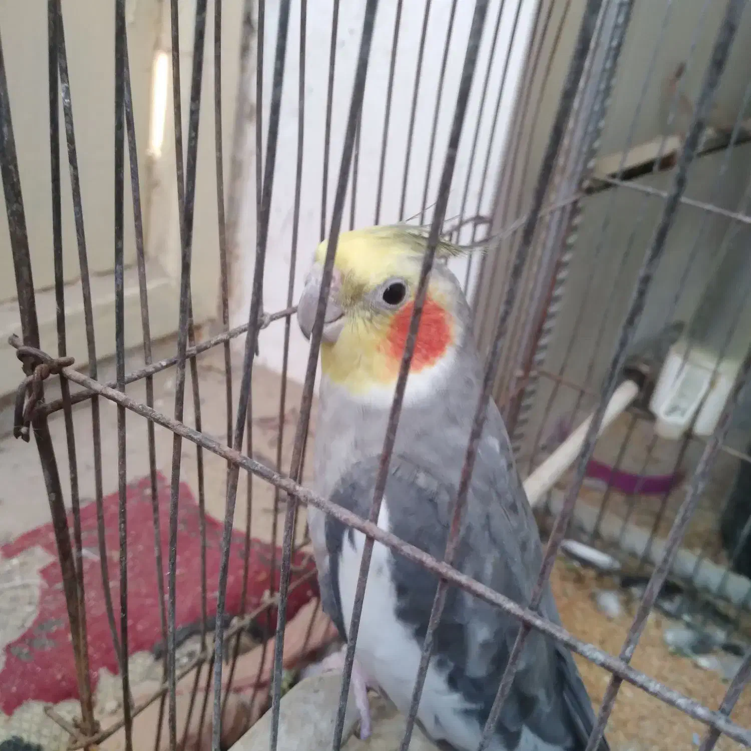 عروس هلندی سخنگو|پرنده|هامون, |دیوار