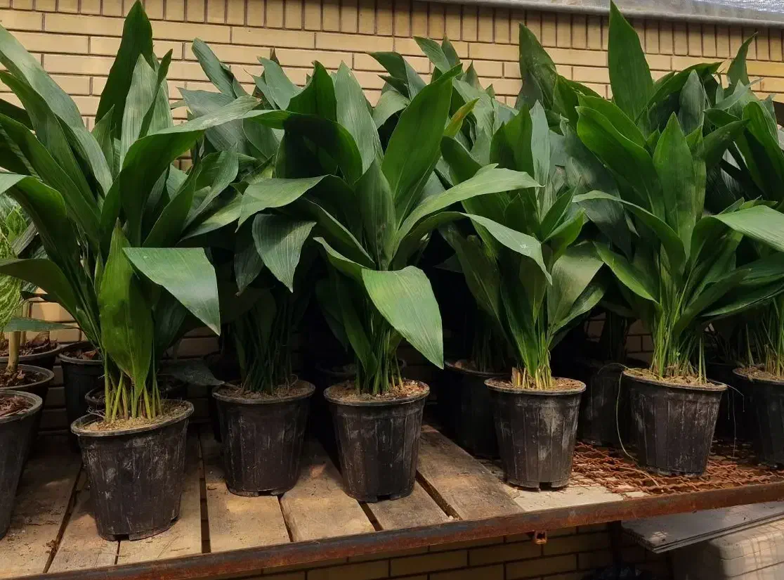 برگ عبایی، دیفن باخیا، بن سای لیندا|گل و گیاه طبیعی|شیراز, شهرک والفجر|دیوار