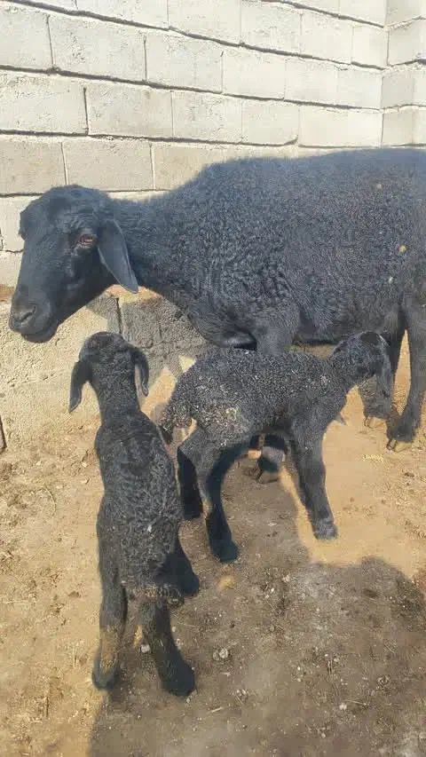 گوسفند|حیوانات مزرعه|لیلان, |دیوار