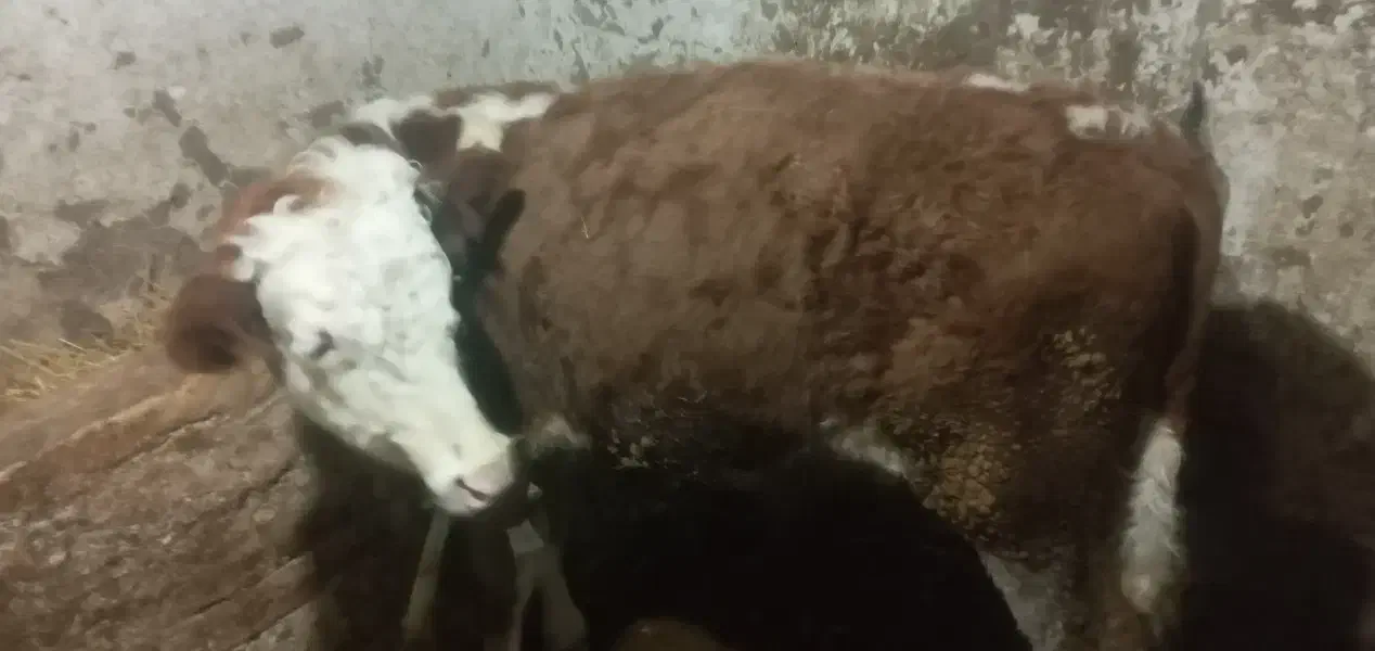 فروش کوساله سیمینتال درجه یک|حیوانات مزرعه|هیر, |دیوار