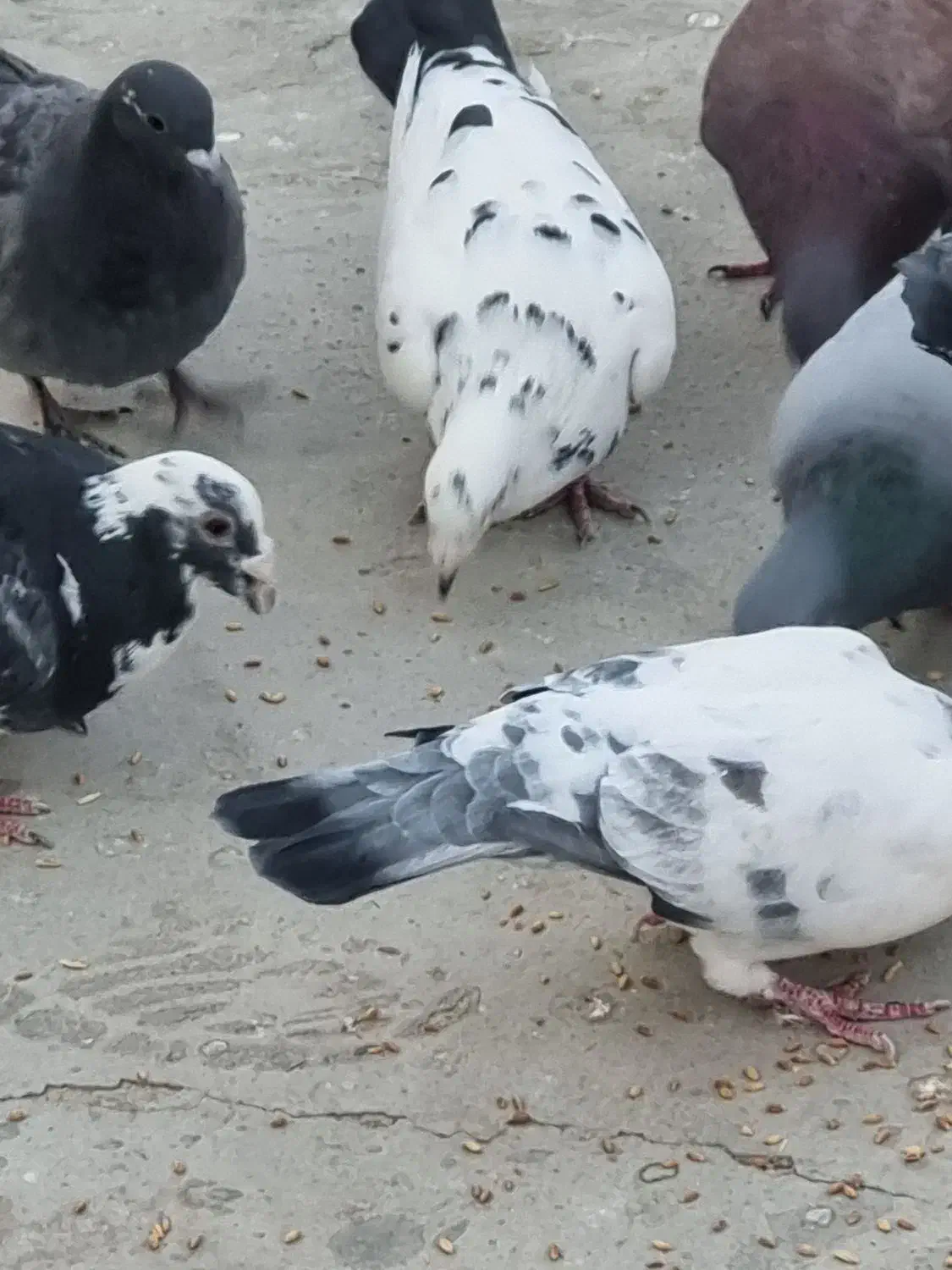 کبوتر|پرنده|زهک, |دیوار