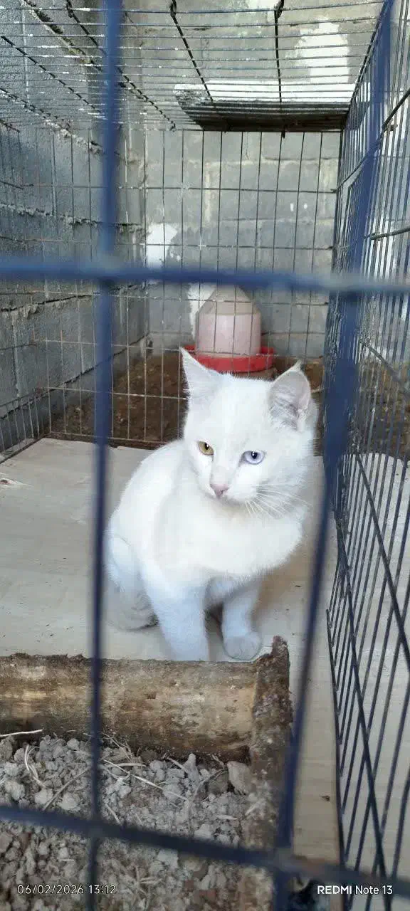 گربه|گربه|گلپایگان, |دیوار