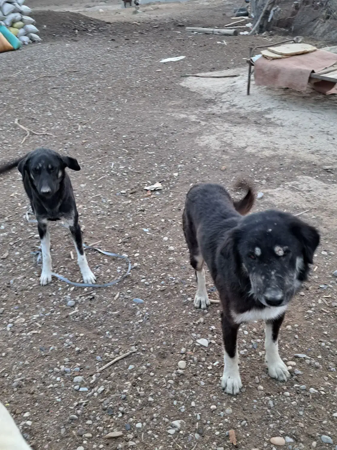 جفت سگ دوبرمن.مهران|سگ|مهران (ایلام), |دیوار