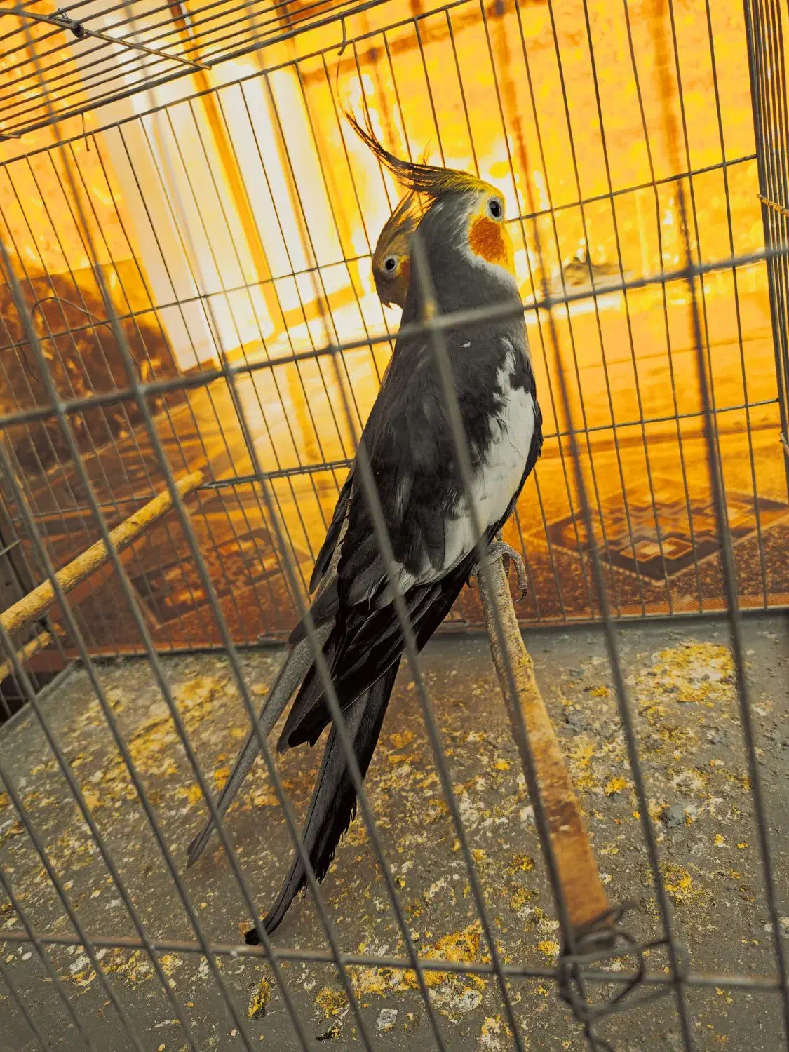 جفت عروس هلندی مولد|پرنده|اهرم, |دیوار