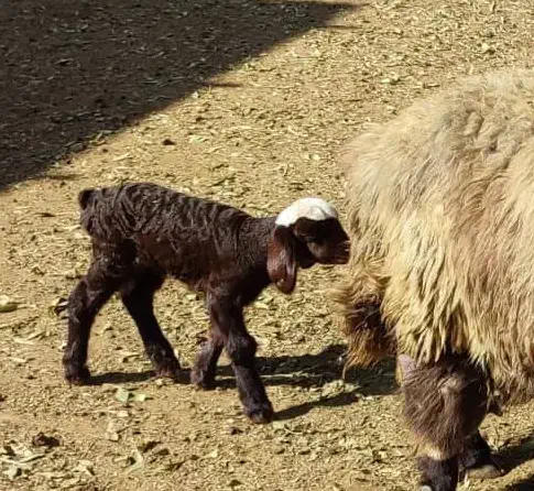 بره شیری|حیوانات مزرعه|مرودشت, ابوذر شمالی‎|دیوار