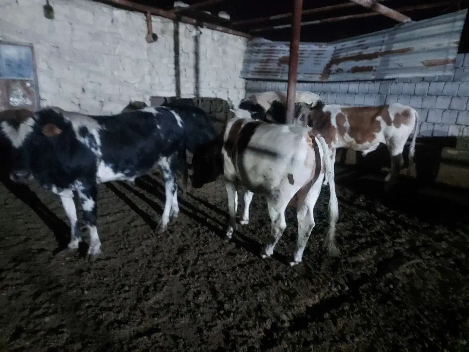 گوساله نر|حیوانات مزرعه|مسجد سلیمان, |دیوار