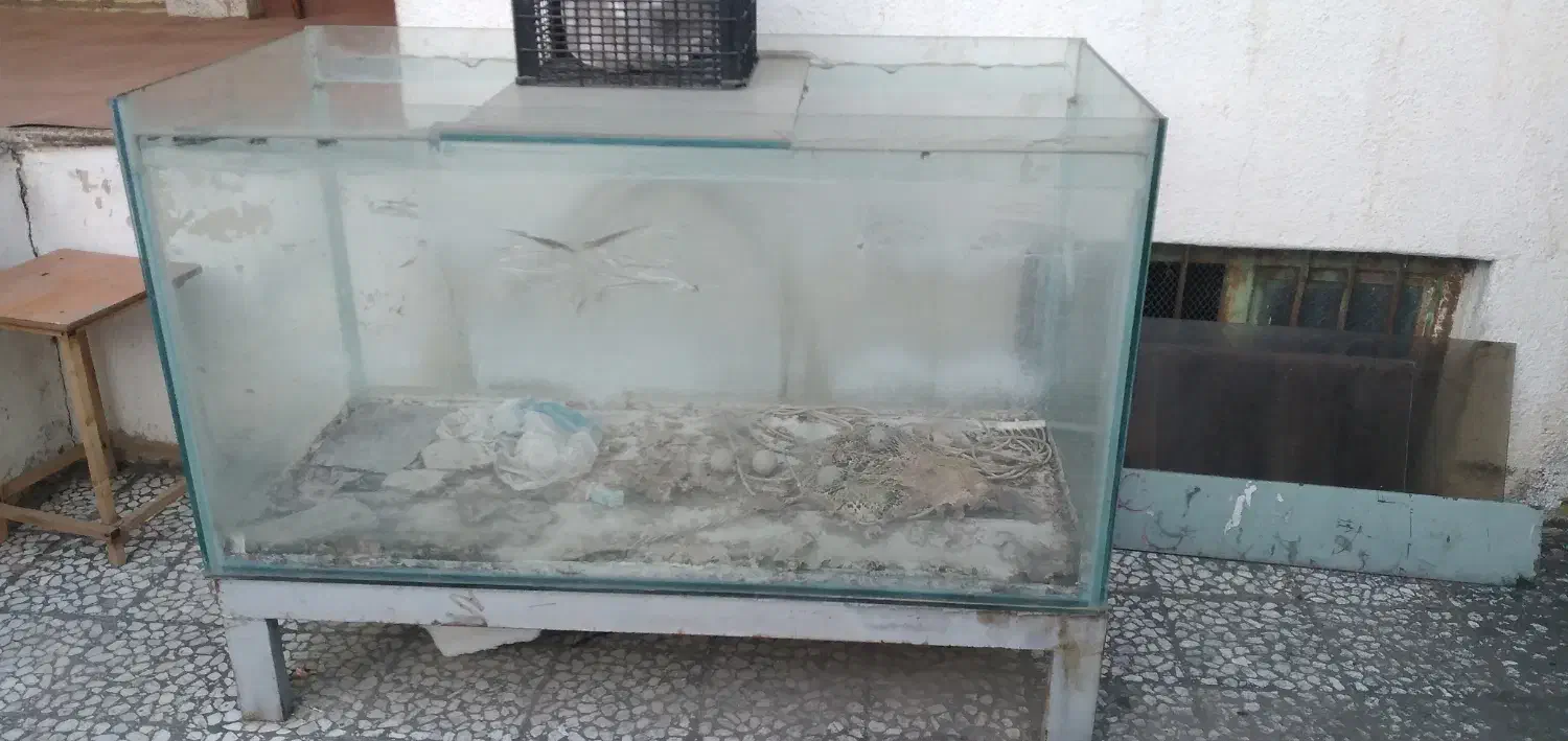 اکواریوم بزرگ ماهی|ماهی|آمل, |دیوار