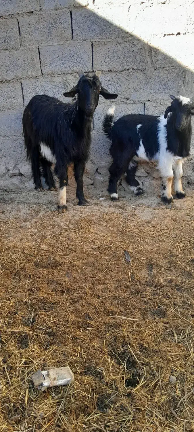 بز  بزقاله. شکم اول بزقاله نر هستش ۱۲تومن|حیوانات مزرعه|سردرود, |دیوار