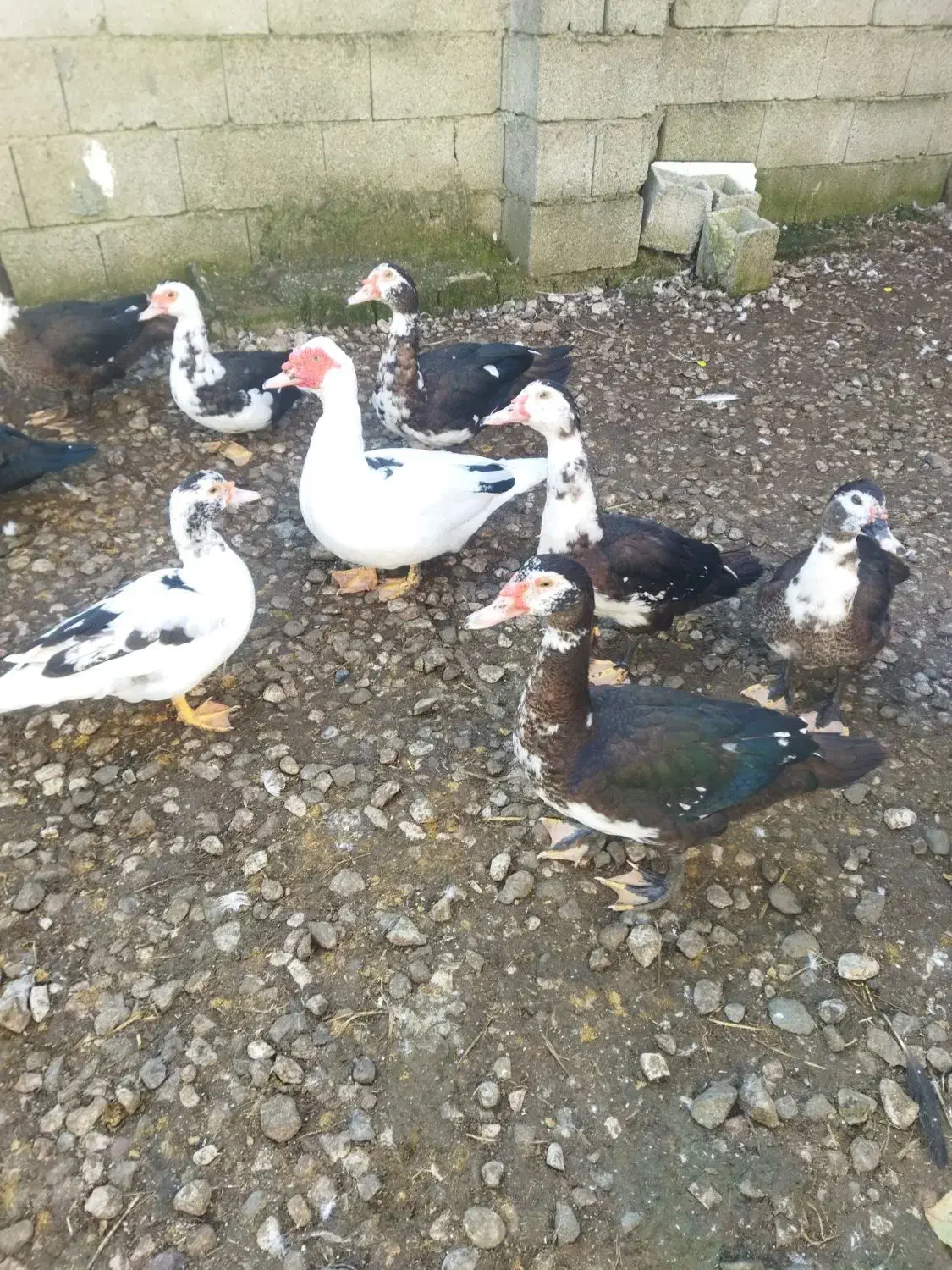 فروش اردک‌اسراییلی|حیوانات مزرعه|شیرود, |دیوار