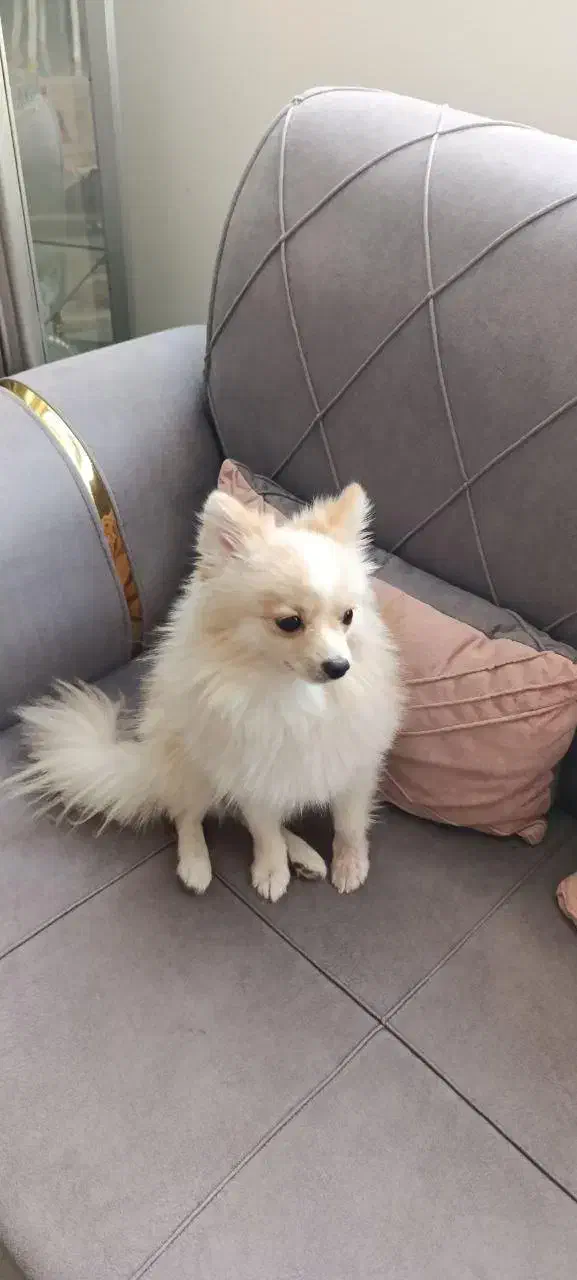 سگ پامرین نر یکساله|سگ|مبارکه, |دیوار