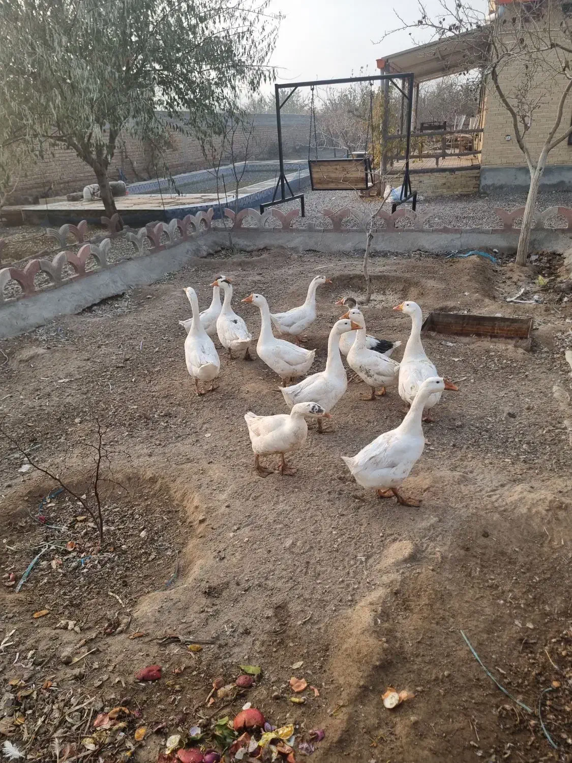 فروش غاز خانگی|حیوانات مزرعه|ایلخچی, |دیوار