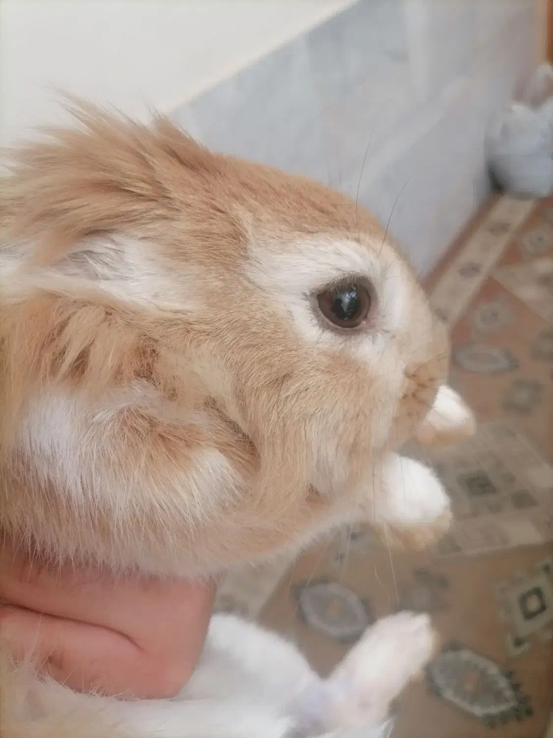 خرگوش|موش و خرگوش|نجفآباد, امیرکبیر|دیوار