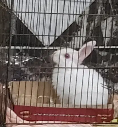 خرگوش|موش و خرگوش|بروجرد, |دیوار