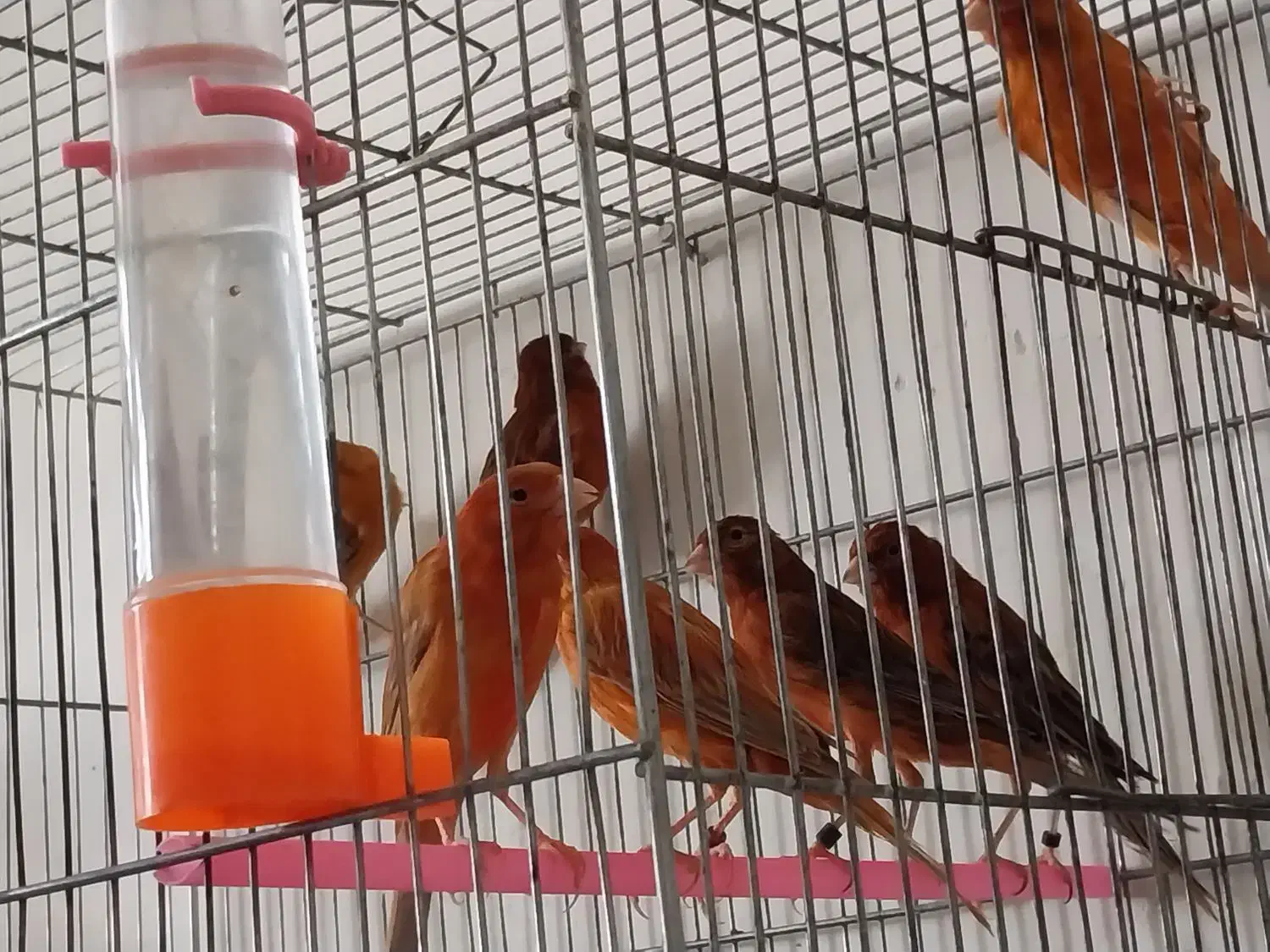 قناری  دارچینی سرخ سوخته سرخ ردفکتور کم رنگ|پرنده|شاهین‌شهر, شهرک ردانی پور|دیوار