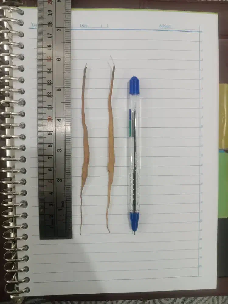 نهال انغوزه|خدمات باغبانی و درختکاری|مشهد, شهید قربانی|دیوار