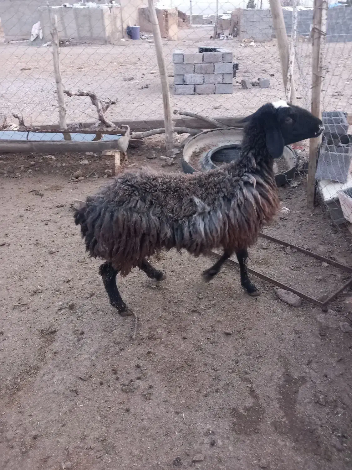 شیشک|حیوانات مزرعه|زاویه, |دیوار