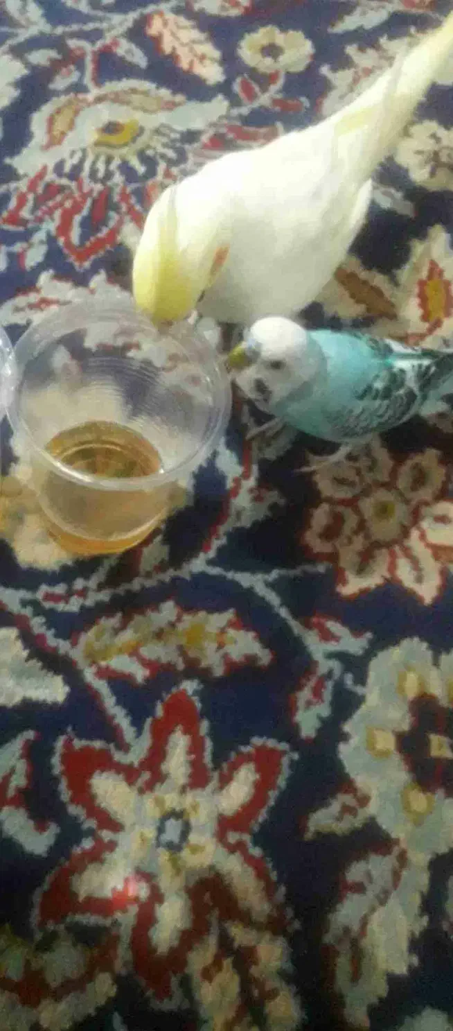 عروس هلندی گم شوده|حیوانات|قیدار, |دیوار