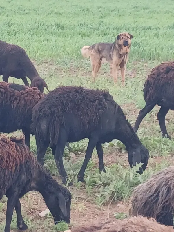 سگگله|سگ|ترکمانچای, |دیوار