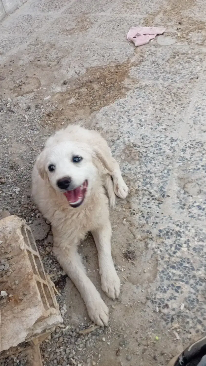 سگ پاپی|سگ|خمینی‌شهر, |دیوار