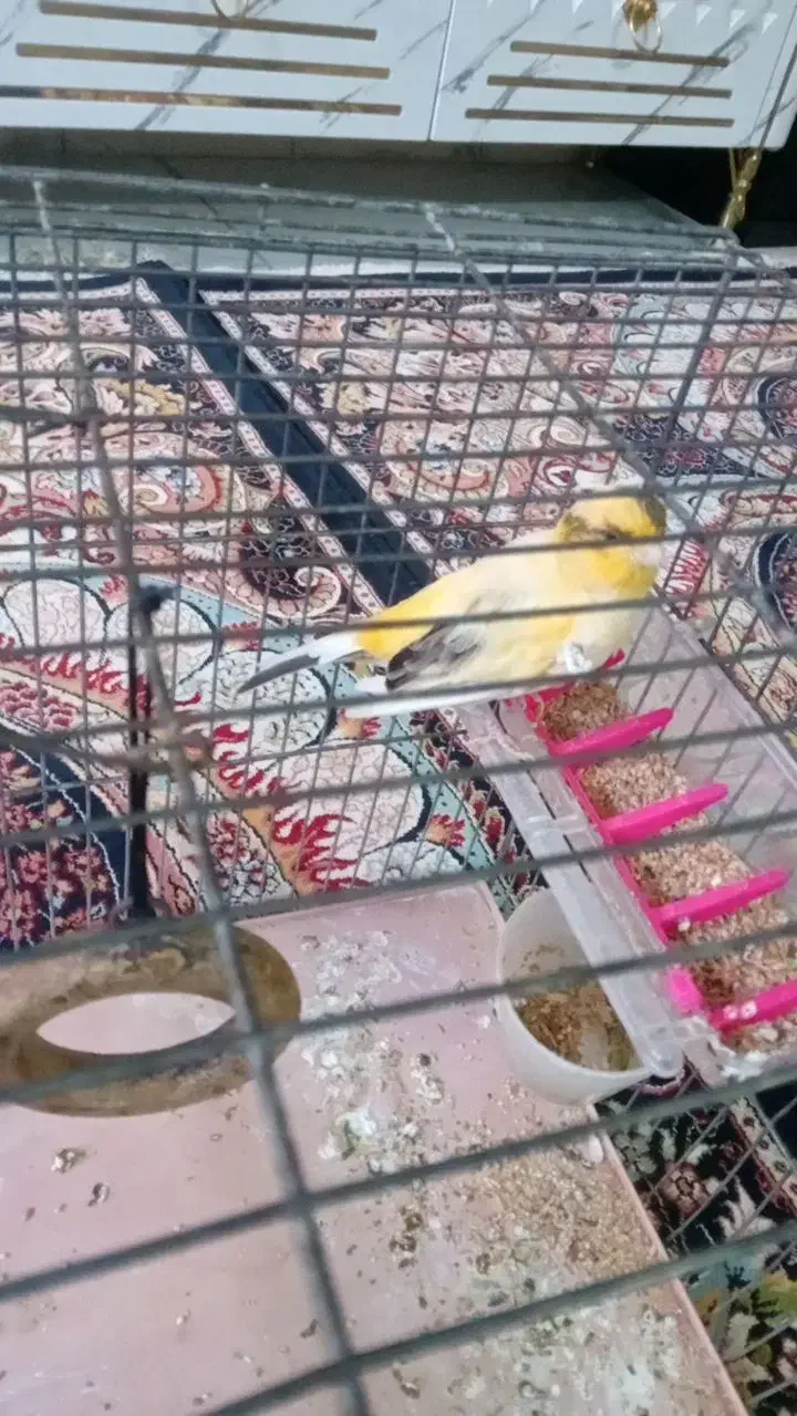 یک قناری نر فقط خودش|پرنده|قرچک, داوود آباد|دیوار