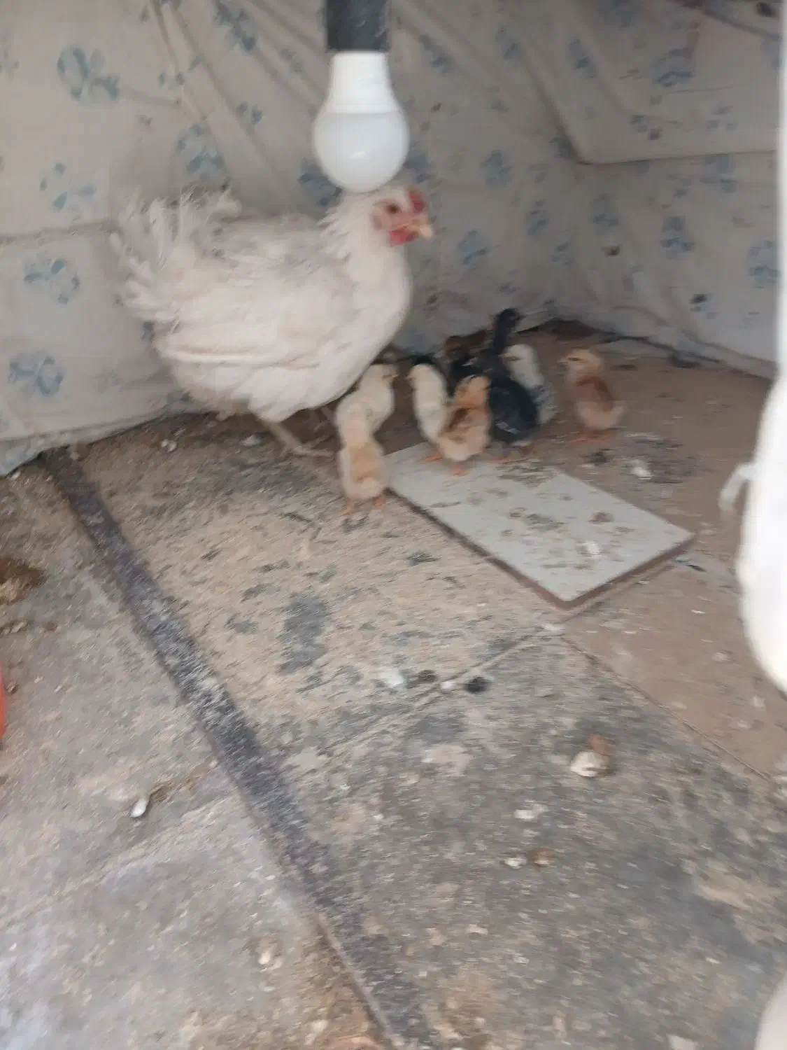 مرغ وجوجه گلین تخم مرغ نطفه دار موجود است|حیوانات مزرعه|رفسنجان, |دیوار