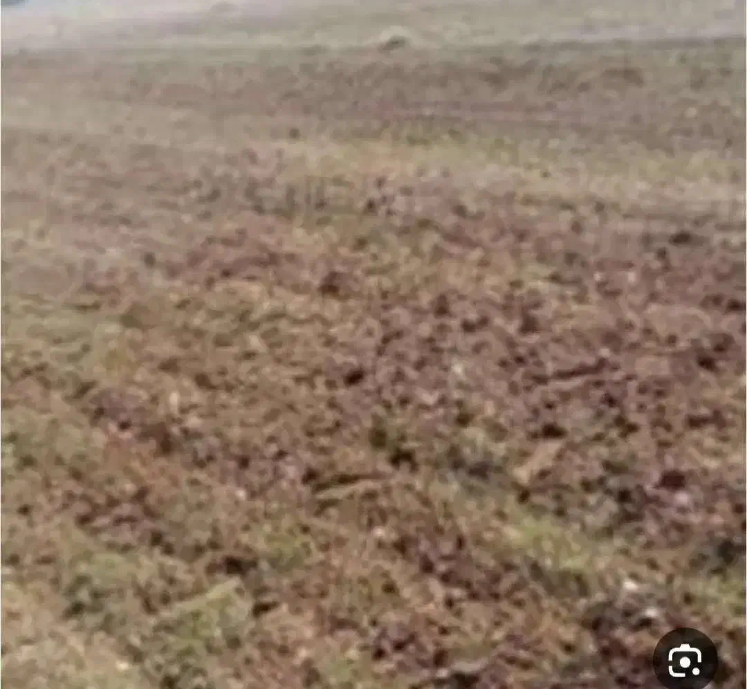 زمین مزروعی بیله سوار روستای فولادلو|فروش زمین و ملک کلنگی|قشلاق دشت, |دیوار