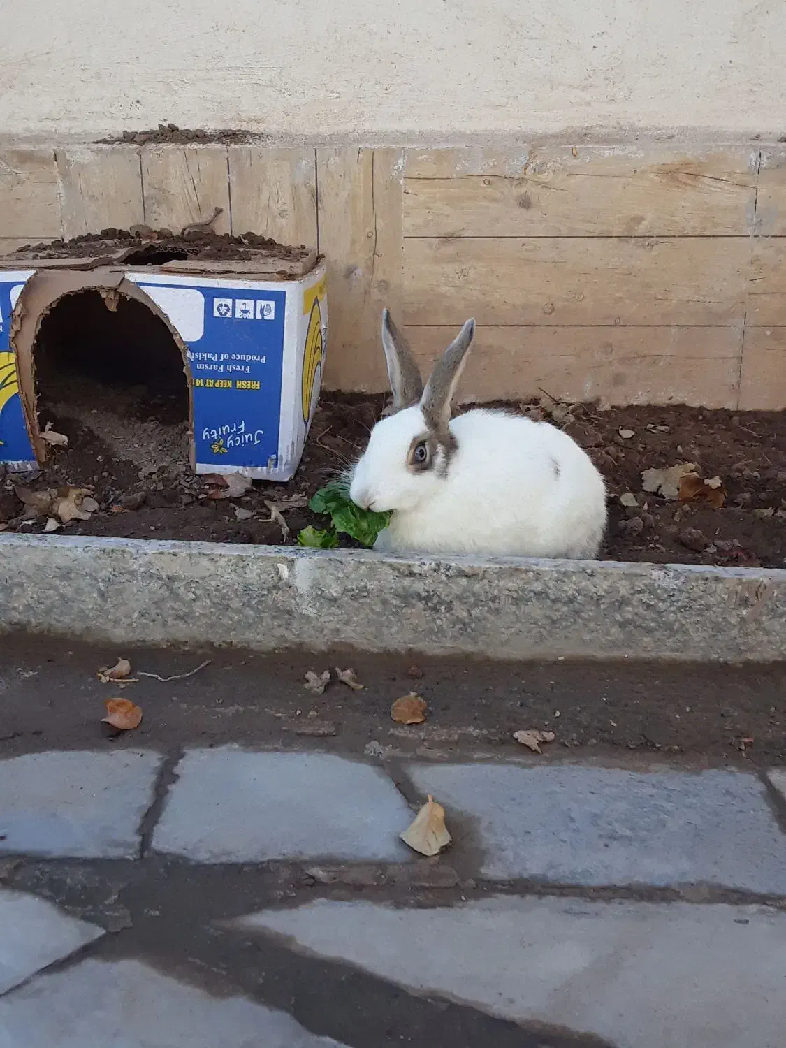 خرگوش|موش و خرگوش|بیرجند, |دیوار