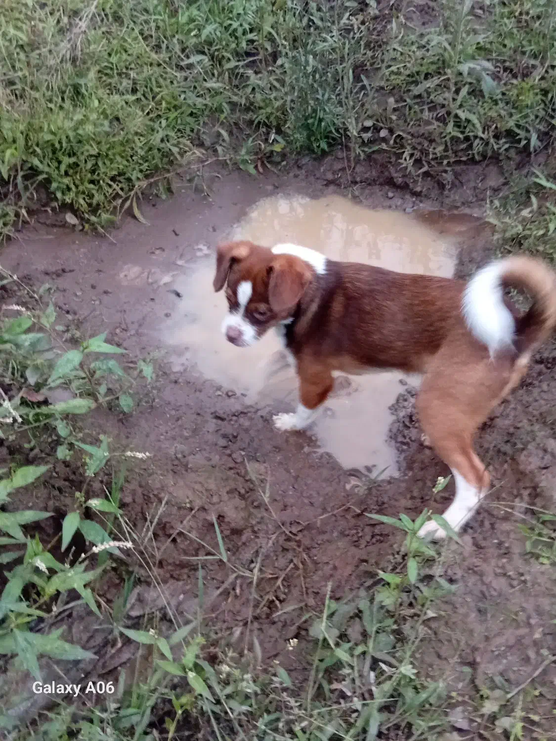 واگذاری توله سگ|سگ|املش, |دیوار