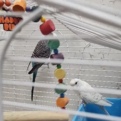 مرغ عشق|پرنده|رباط‌کریم, مسکن مهر آبشناسان|دیوار