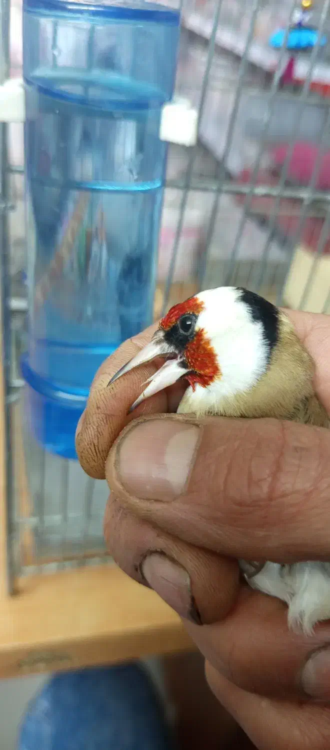 سهره وحش|پرنده|شیراز, کوشک میدان|دیوار