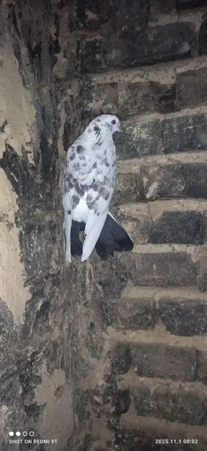 کبوتر پرشی ناب|پرنده|کوهدشت, |دیوار