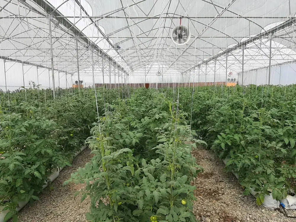 گلخانه ۱۸۶۴۶متر واقع در مرند قابل معاوضه|فروش دفتر صنعتی، کشاورزی، تجاری|مرند, |دیوار