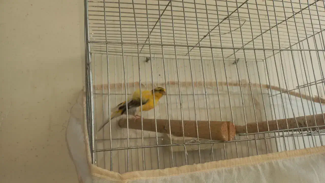 کوتوله مولد وقناری|پرنده|نجف‌آباد, قلعه سفید|دیوار