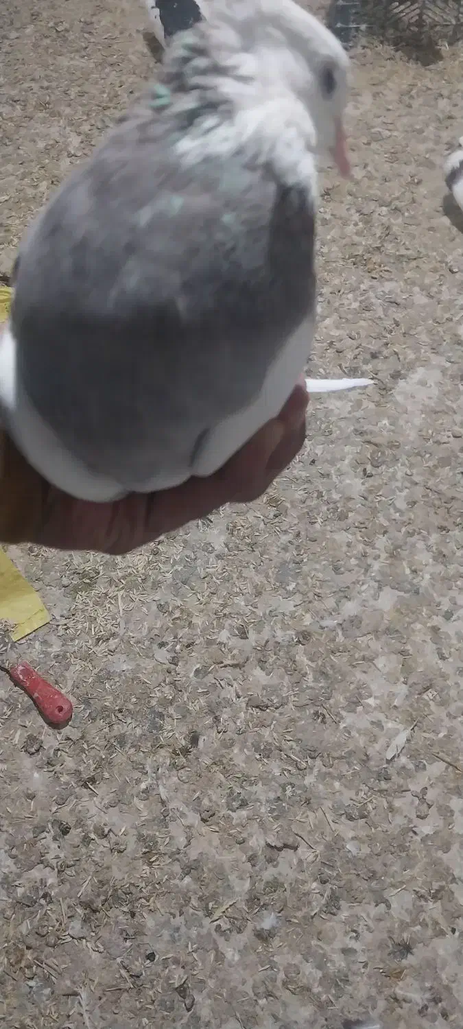 طوقی|پرنده|کبودرآهنگ, |دیوار