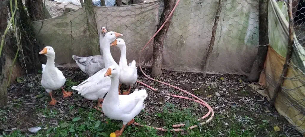 قوغاز نروماده|حیوانات مزرعه|ماکلوان, |دیوار