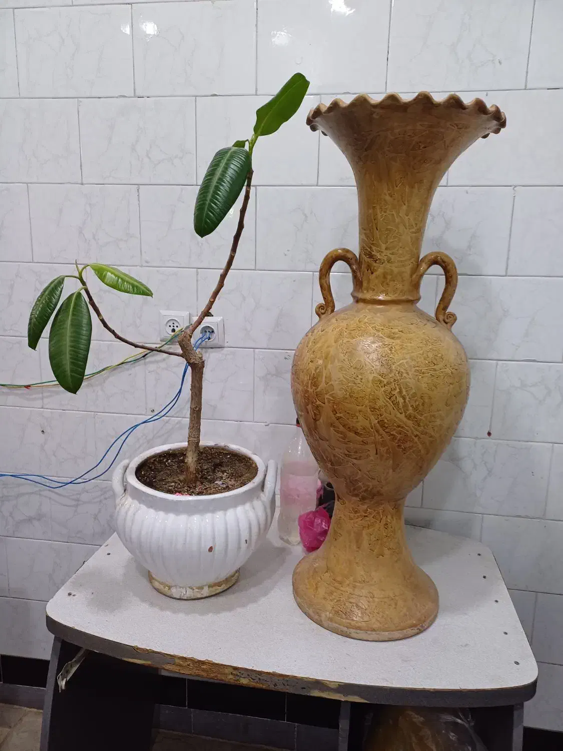 گلدان وگل|گل و گیاه طبیعی|سقز, |دیوار