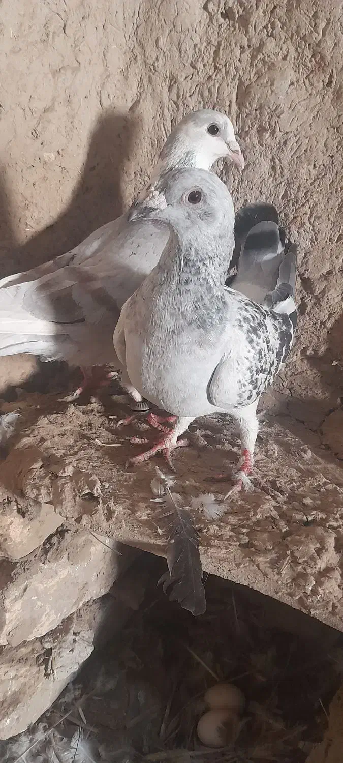 نره لایی|پرنده|نیمروز, |دیوار