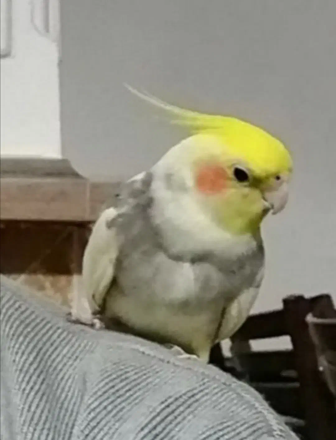 عروس هلندی گمشده|حیوانات|قم, زنبیل آباد|دیوار