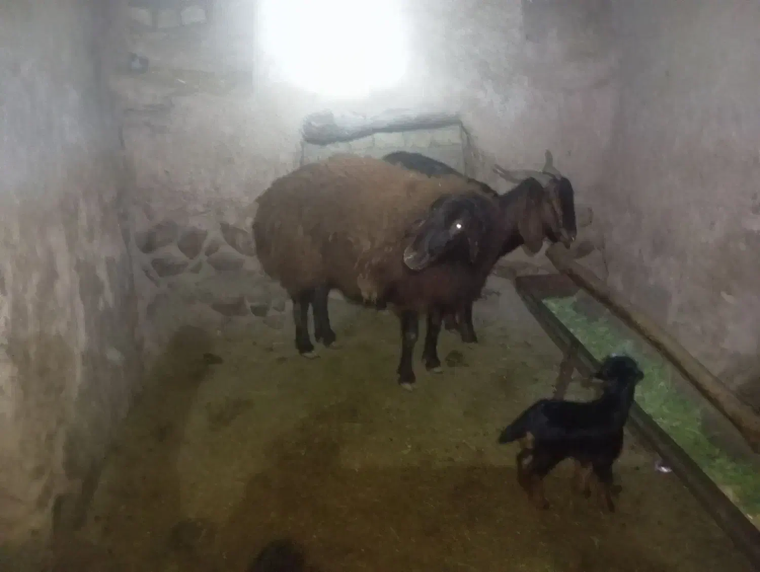 میش همو|حیوانات مزرعه|سرولایت, |دیوار