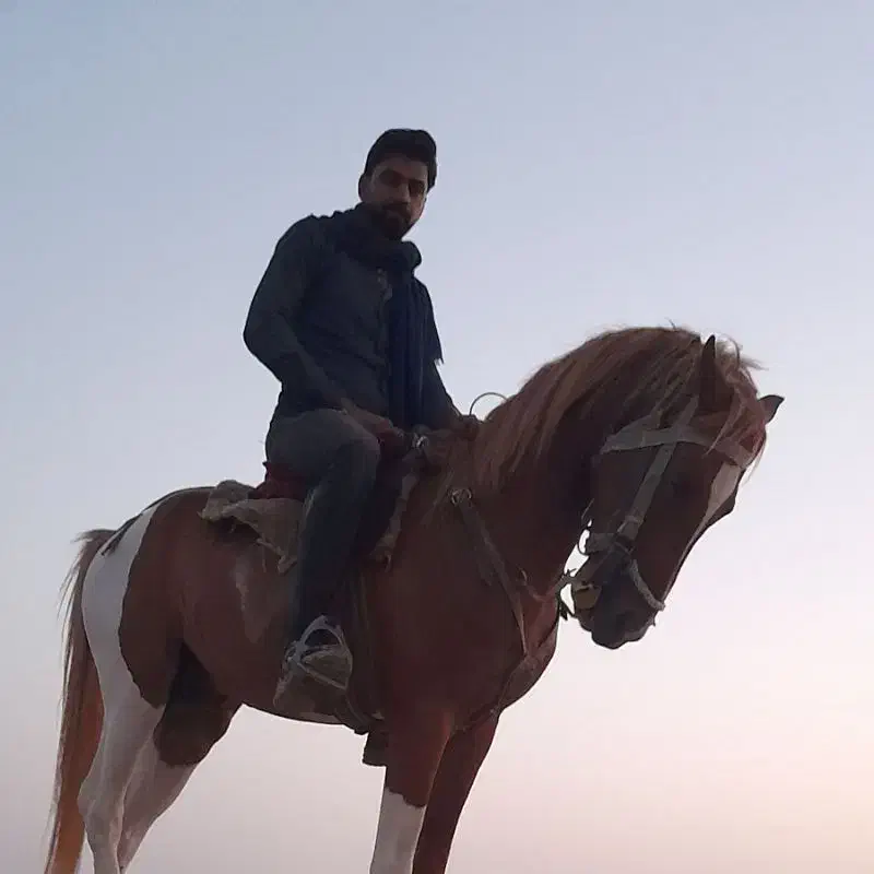 اسب|اسب و تجهیزات اسب‌سواری|مشهد, شهرک شهید باهنر|دیوار