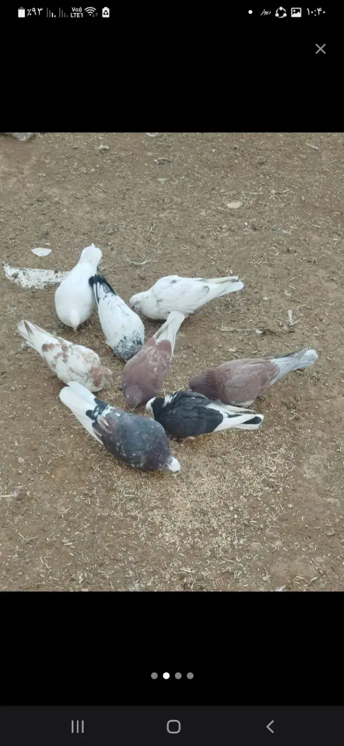 معاوضه کبوتر دونسته بامرغ|پرنده|بروجن, |دیوار