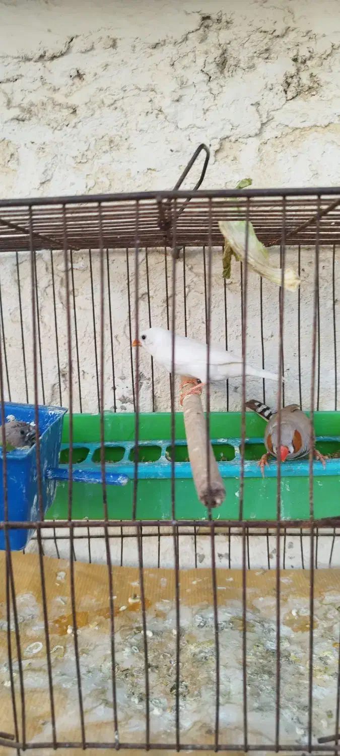 ماده فنچ|پرنده|باوی, |دیوار