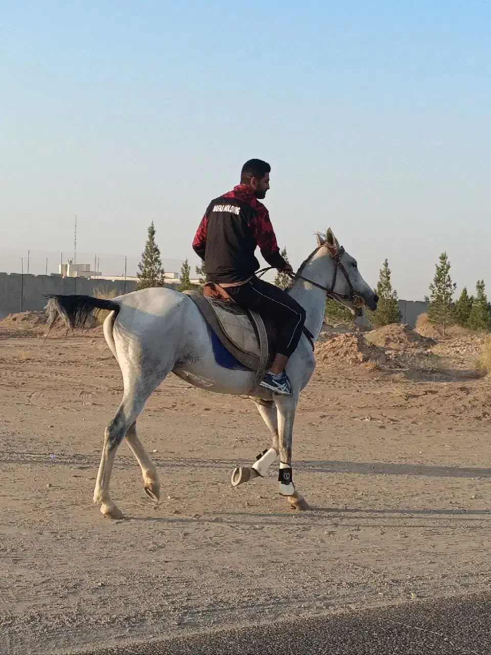 اسب ترکمن|اسب و تجهیزات اسب‌سواری|گناباد, |دیوار