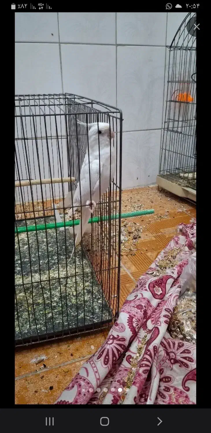 عروس هلندی ماده شش تخمه  معاوضه با سهره یا قناری|پرنده|ایذه, |دیوار