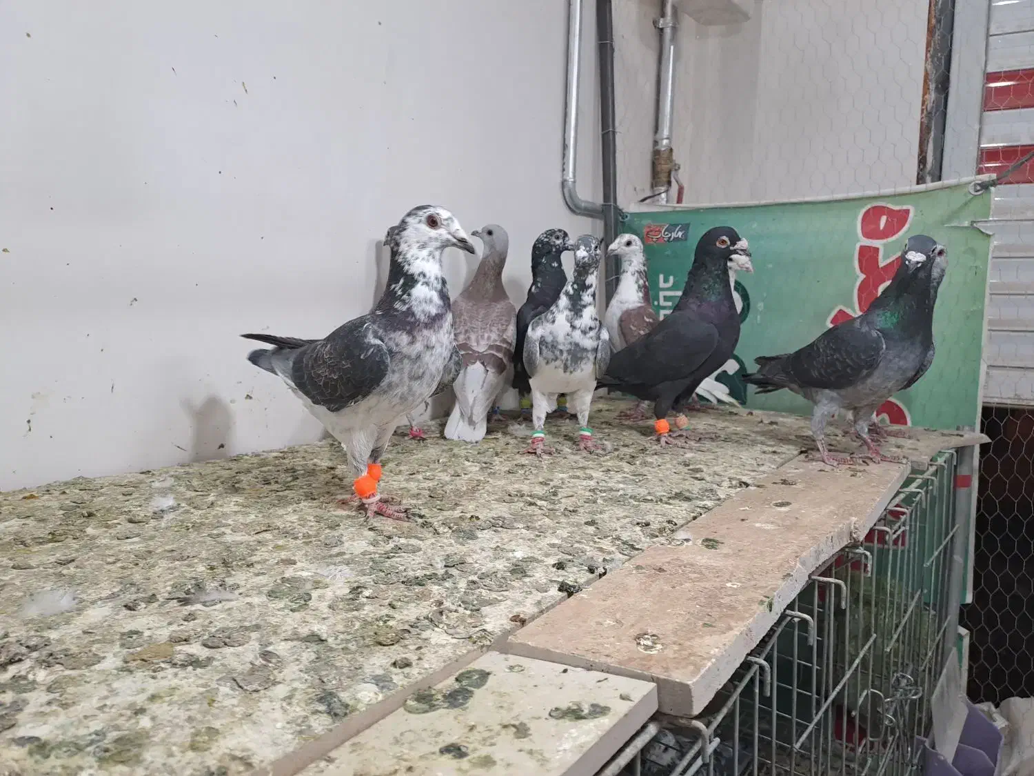 ۱۰ عدد سوسکی وسینه سفید|پرنده|گناباد, |دیوار