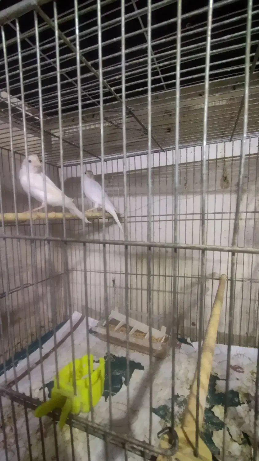 پرنده|پرنده|سلامی, |دیوار