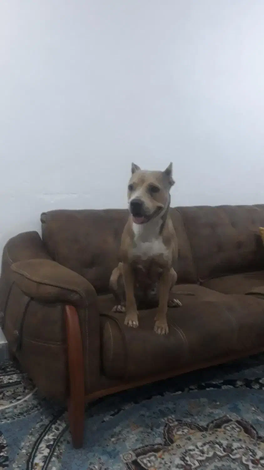 گمشده|حیوانات|مسجد سلیمان, |دیوار