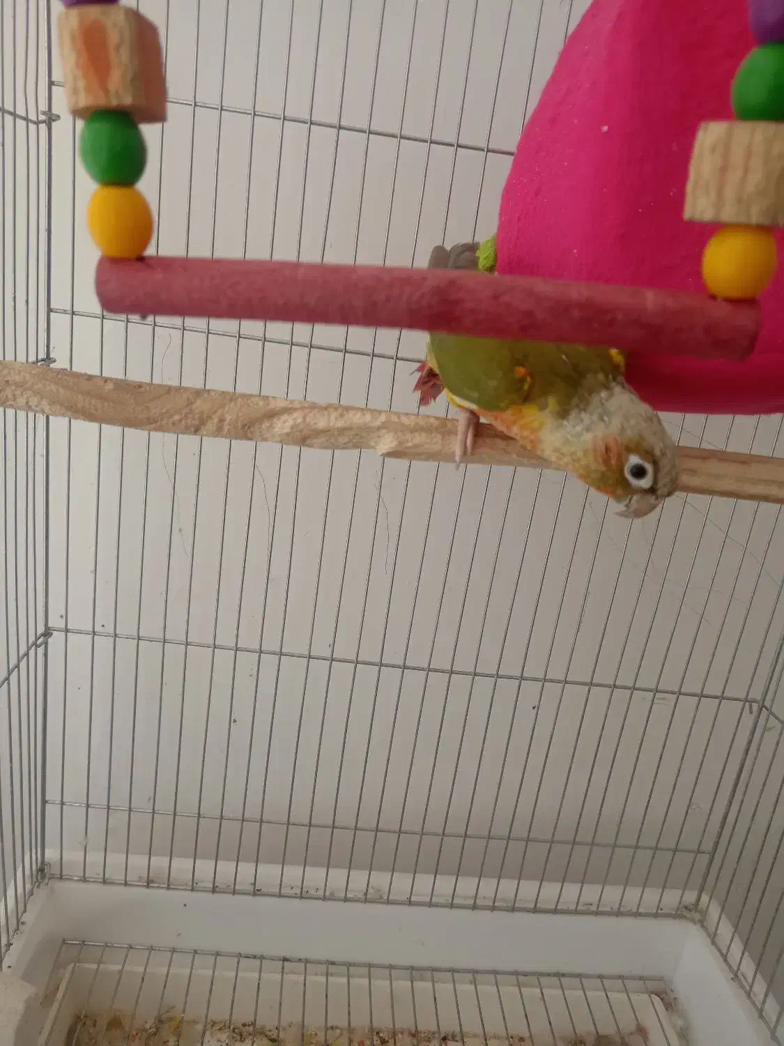 گرینچیک آناناسی|پرنده|فردوس (خراسان), |دیوار