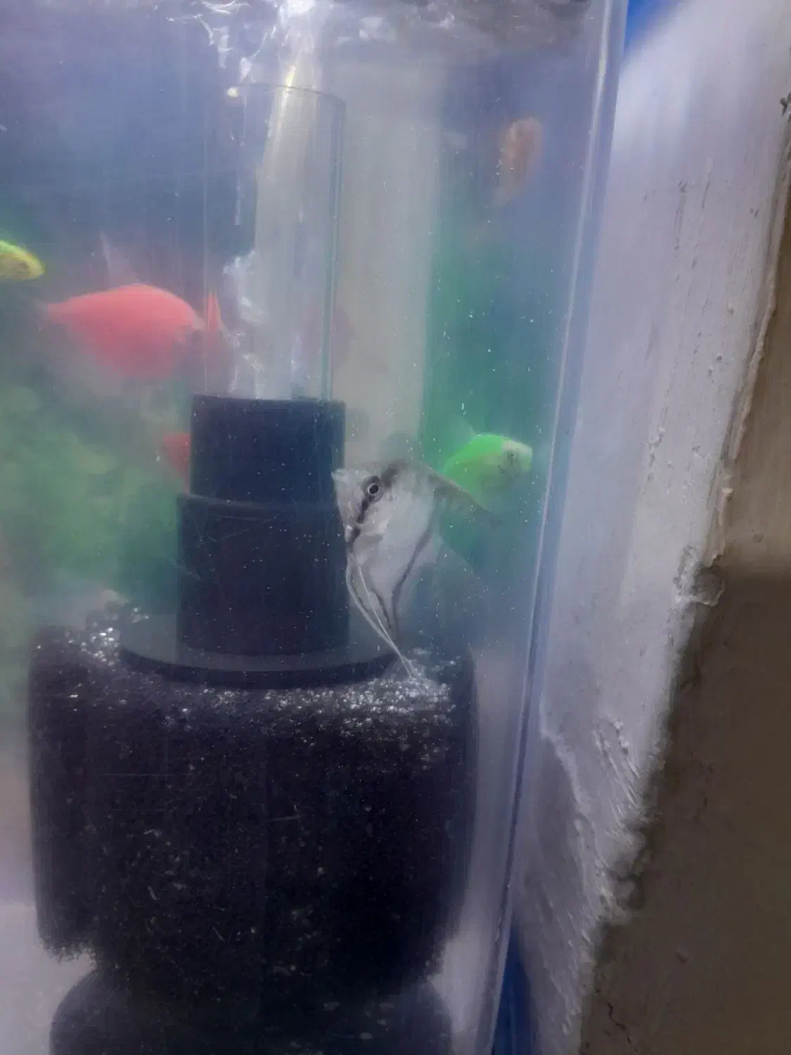 فروش ماهی اکواریوم تزئینی تک و تعداد|ماهی|پاکدشت, پاکدشت (مامازند)|دیوار