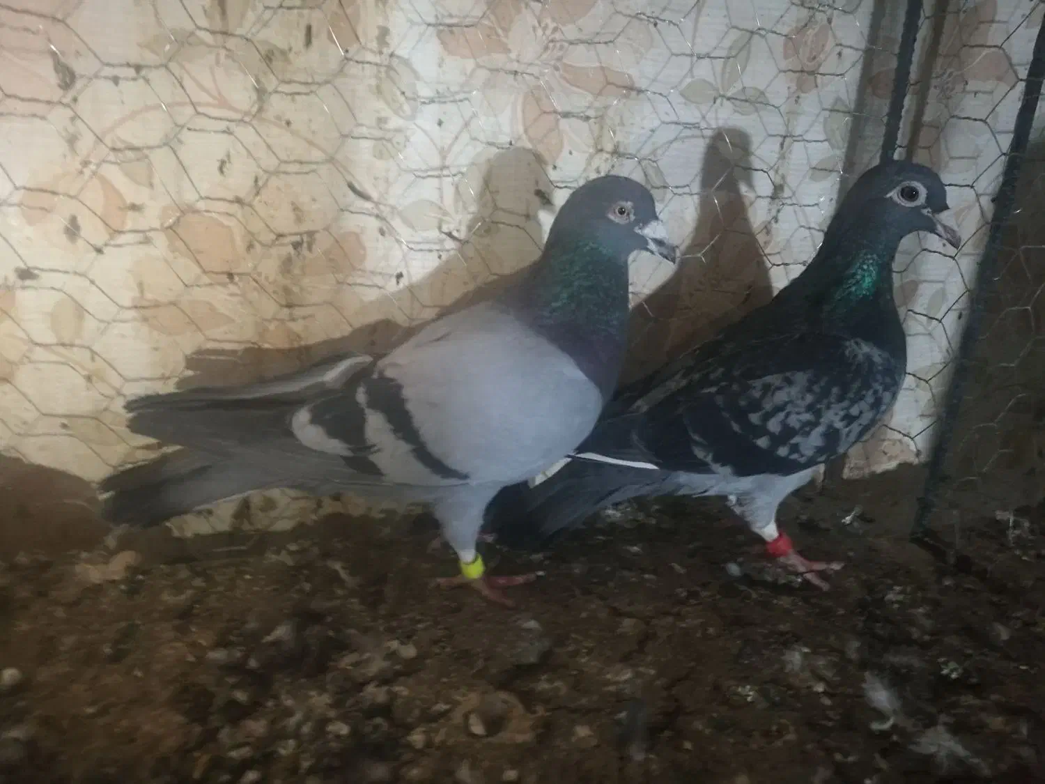 مسافتی و پرشی|پرنده|میانه, |دیوار